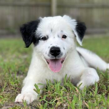 Cha Cha -  Great Pyrenees Dog for Adoption in Richmond, Virginia - Cha Cha | PetCurious