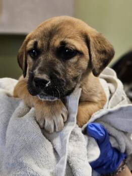 Rescue Australian Cattle Dog Blue Heeler and Shepherd Dogs for Adoption in Rockwall, Texas - Found Stray: Tawny | PetCurious