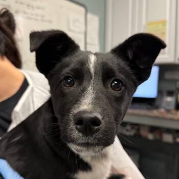 Labrador Retriever Dogs Available for Adoption - Austin | PetCurious
