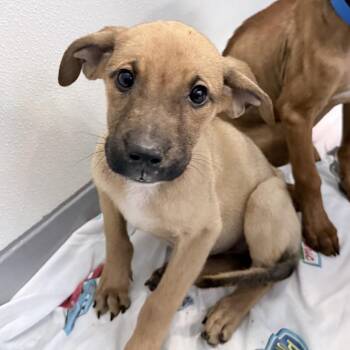 Bethany -  Mixed Breed Dog for Adoption in Auburn, Alabama - Bethany | PetCurious