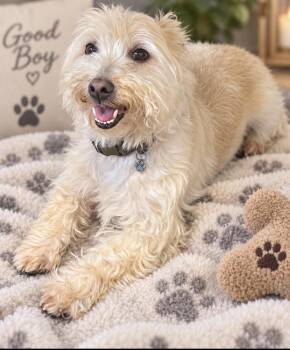 Iggy -  West Highland White Terrier Westie Dog for Adoption in Cedartown, Georgia - Iggy | PetCurious
