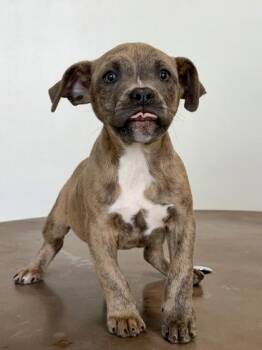 Pit Bull Terrier and Mixed Breed Dogs Available for Adoption in New Orleans, Louisiana - Col. James Braddock | PetCurious