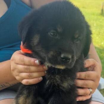 Twilight -  Great Pyrenees and German Shepherd Dog Dog for Adoption in Fairfax Station, Virginia - Twilight | PetCurious