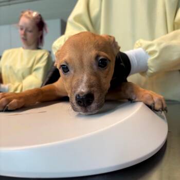 Mixed Breed Dogs Available for Adoption in Huntington, West Virginia - Daven | PetCurious