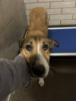 German Shepherd Dog Dogs Available for Adoption in Stockton, California - LYRIC | PetCurious