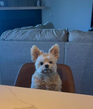 Lolly -  Pomeranian and Yorkshire Terrier Dog for Adoption in Mustang, Oklahoma - Lolly | PetCurious