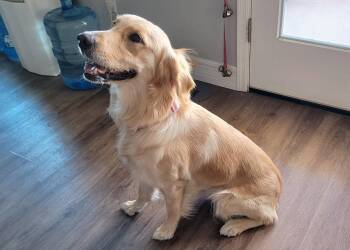 Golden Retriever Dogs Available for Adoption in Glendale, Arizona - Honey | PetCurious