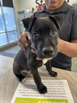 NYXEN -  Labrador Retriever Dog for Adoption in San Antonio, Texas - NYXEN | PetCurious