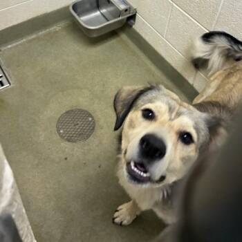 72671 -  German Shepherd Dog Dog for Adoption in Harrisonburg, Virginia - 72671 | PetCurious