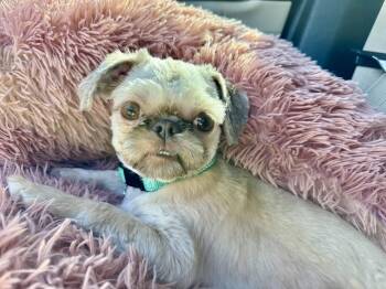 Shih Tzu Dogs Available for Adoption in Plano, Texas - Livvy | PetCurious