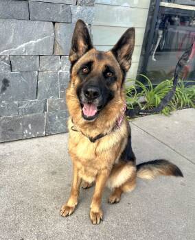 Rescue German Shepherd Dog Dogs for Adoption in Calimesa, California - Bella | PetCurious