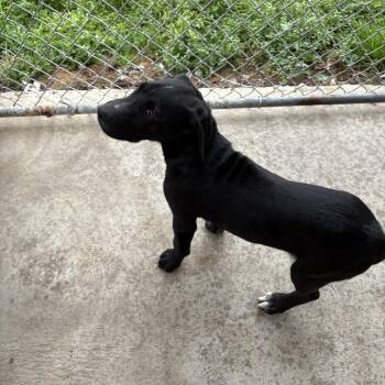 Mixed Breed Dogs Available for Adoption - Luke | PetCurious