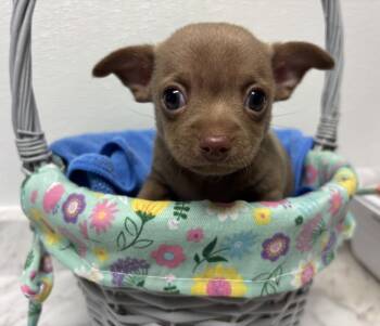 Roman -  Chihuahua Dog for Adoption in Bartlesville, Oklahoma - Roman | PetCurious