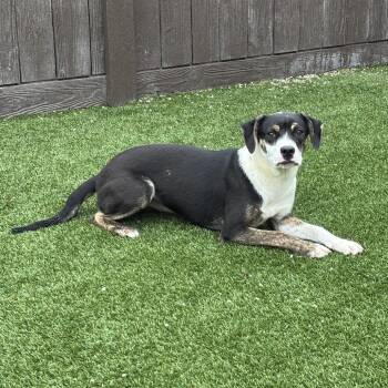 Maggie 7641 -  Mixed Breed Dog for Adoption in Loxahatchee Groves, Florida - Maggie 7641 | PetCurious