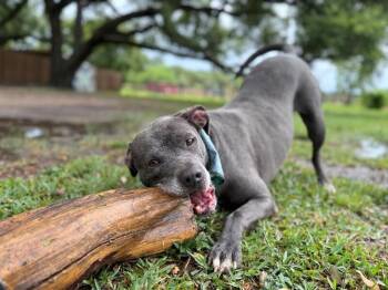 Rocky Water Baby Loves Sticks -  Pit Bull Terrier and Labrador Retriever Dog for Adoption in Friendswood, Texas - Rocky Water Baby Loves Sticks | PetCurious