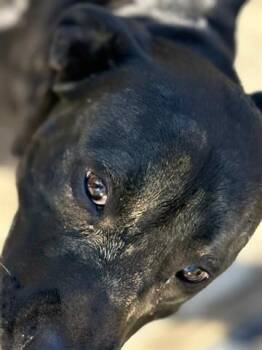 Rescue Pit Bull Terrier and Mixed Breed Dogs for Adoption in Tulsa, Oklahoma - MANNFORD | PetCurious