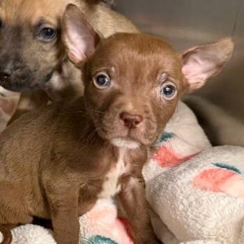 Mixed Breed Dogs Available for Adoption in Oak Brook, Illinois - Curry | PetCurious