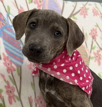 Elenor Elementary -  Weimaraner and Hound Dog for Adoption in Andover, Massachusetts - Elenor Elementary | PetCurious