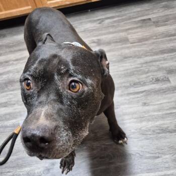 Pepper -  Pit Bull Terrier Dog for Adoption in Ridgely, Maryland - Pepper | PetCurious