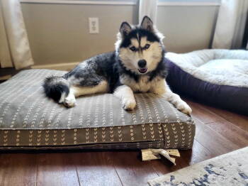 Rescue Siberian Husky Dogs for Adoption in Carrollton, Texas - Lizzie *Special Needs - Blind* | PetCurious