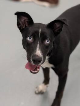 Retriever Dogs Available for Adoption in Gulfport, Mississippi - Sable | PetCurious