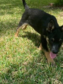 Twix -  German Shepherd Dog Dog for Adoption in Garland, Texas - Twix | PetCurious