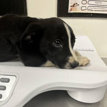 Potato Salad -  Black Labrador Retriever Dog for Adoption in Parrish, Alabama - Potato Salad | PetCurious