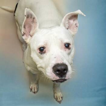 EGG -  Pit Bull Terrier and Mixed Breed Dog for Adoption in St. Louis, Missouri - EGG | PetCurious