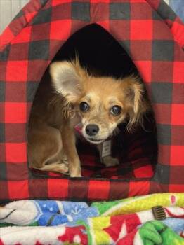 Chihuahua and Papillon Dogs Available for Adoption in Loveland, Colorado - FARRAH | PetCurious