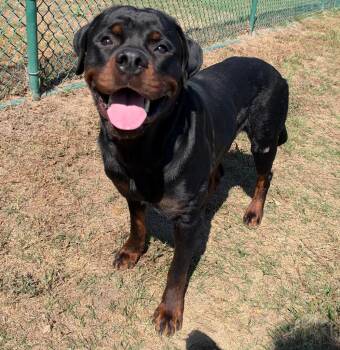 Bear -  Rottweiler Dog for Adoption in Little Rock, Arkansas - Bear | PetCurious