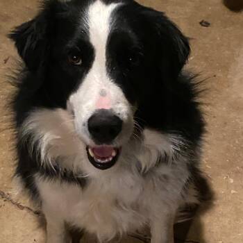MARTY -  Border Collie Dog for Adoption in Chicopee, Massachusetts - MARTY | PetCurious