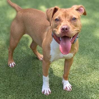 Mia -  Pit Bull Terrier Dog for Adoption in Charlottesville, Virginia - Mia | PetCurious