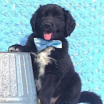 Shepherd and Siberian Husky Dogs Available for Adoption in Cincinnati, Ohio - Kodiak | PetCurious