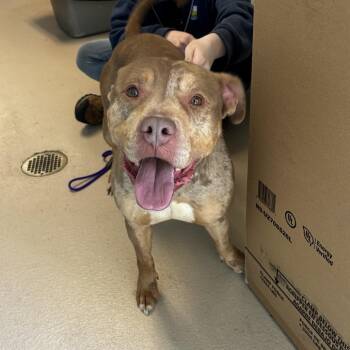 Pit Bull Terrier Dogs Available for Adoption in Newark, New Jersey - Obie (In Foster) | PetCurious