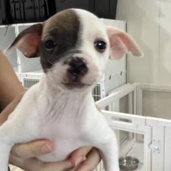 Buzz -  Chihuahua Dog for Adoption in Sacramento, California - Buzz | PetCurious