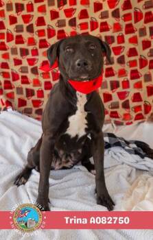 Trina -  Black Mouth Cur Dog for Adoption in Mobile, Alabama - Trina | PetCurious