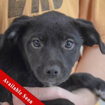 Border Collie and Australian Cattle Dog Blue Heeler Dogs Available for Adoption in Huntley, Illinois - Rosie | PetCurious