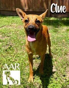Clue -  Chihuahua and Basenji Dog for Adoption in Magnolia, Texas - Clue | PetCurious