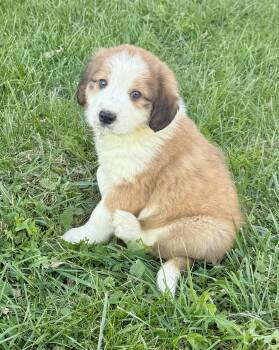 Patton -  Australian Shepherd Dog for Adoption in Iron Ridge, Wisconsin - Patton | PetCurious