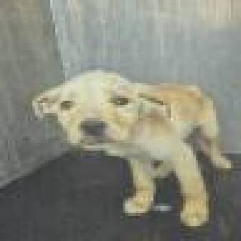 Labrador Retriever Dogs Available for Adoption - Muffin | PetCurious