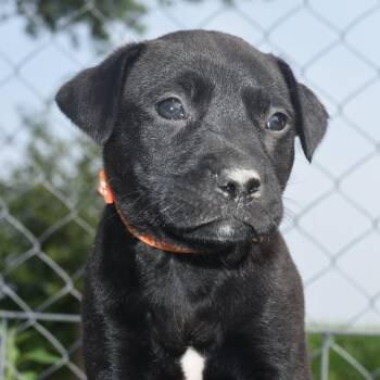 Tina -  Boxer and Labrador Retriever Dog for Adoption in Monon, Indiana - Tina | PetCurious