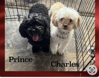 Prince & Charles -  Poodle Dog for Adoption in Greenacres, Florida - Prince & Charles | PetCurious