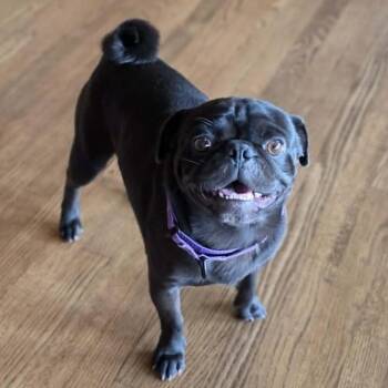 Brutus -  Pug Dog for Adoption in Boerne, Texas - Brutus | PetCurious