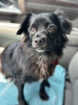 Rescue Hound and Mixed Breed Dogs for Adoption in Fort Worth, Texas - Kylo | PetCurious