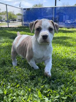 John Laurens -  Mixed Breed Dog Available for Adoption in Des Moines, Iowa - John Laurens | PetCurious