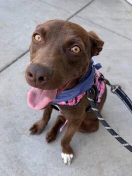 Axelle -  Australian Cattle Dog Blue Heeler and Labrador Retriever Dog for Adoption in Fort Lupton, Colorado - Axelle | PetCurious