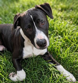 Apollo -  Chocolate Labrador Retriever Dog for Adoption in Houston, Texas - Apollo | PetCurious