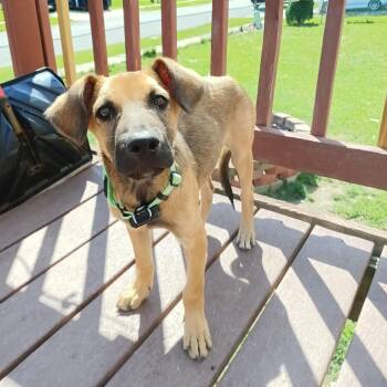 Belgian Shepherd Malinois Dogs Available for Adoption in Baldwin, Maryland - Mango | PetCurious