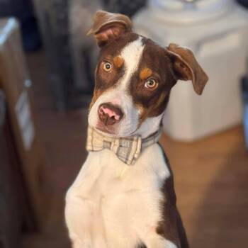 Mixed Breed Dogs Available for Adoption - Romeo | PetCurious