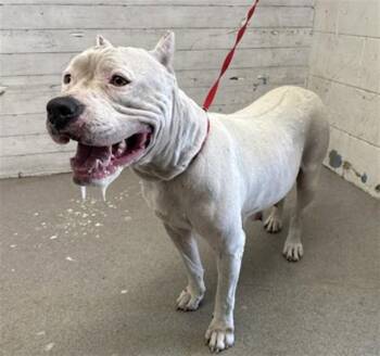 SPRINKLES -  Dogo Argentino and Mixed Breed Dog for Adoption in San Bernardino, California - SPRINKLES | PetCurious